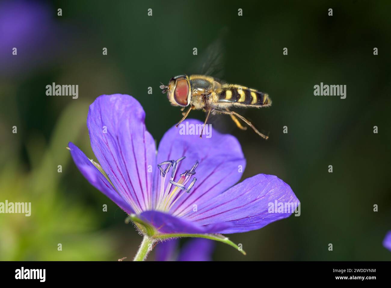 Scaeva selenitica si avvicina ad una fioritura da Garden Cranesbill - Geranium Nimbus Foto Stock