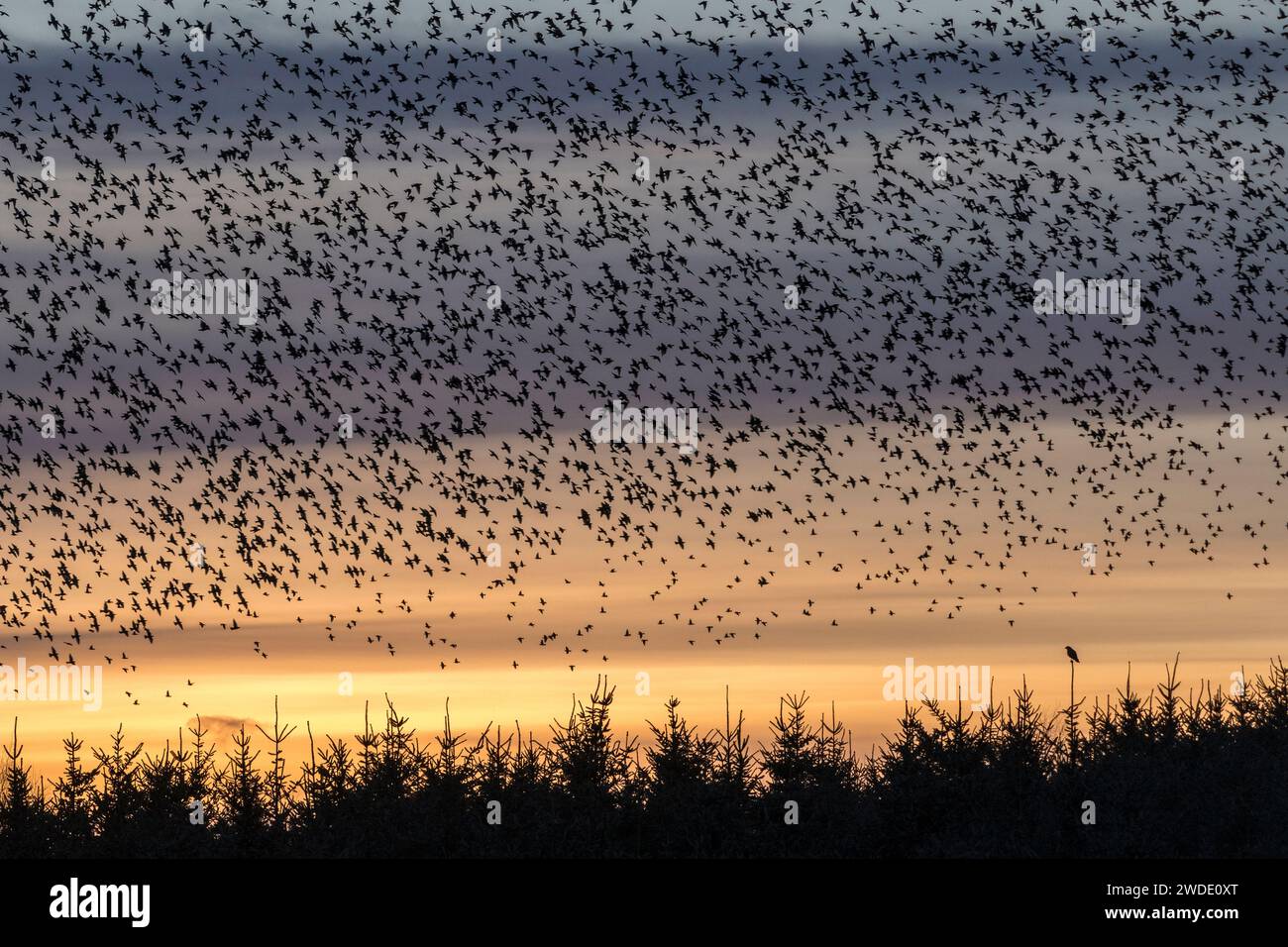 Una solitaria buzzarda guarda un gregge di stormi che ritorna alla loro festa serale a Llandegley nel Galles centrale - le buzzere sono note per predare gli starlings Foto Stock