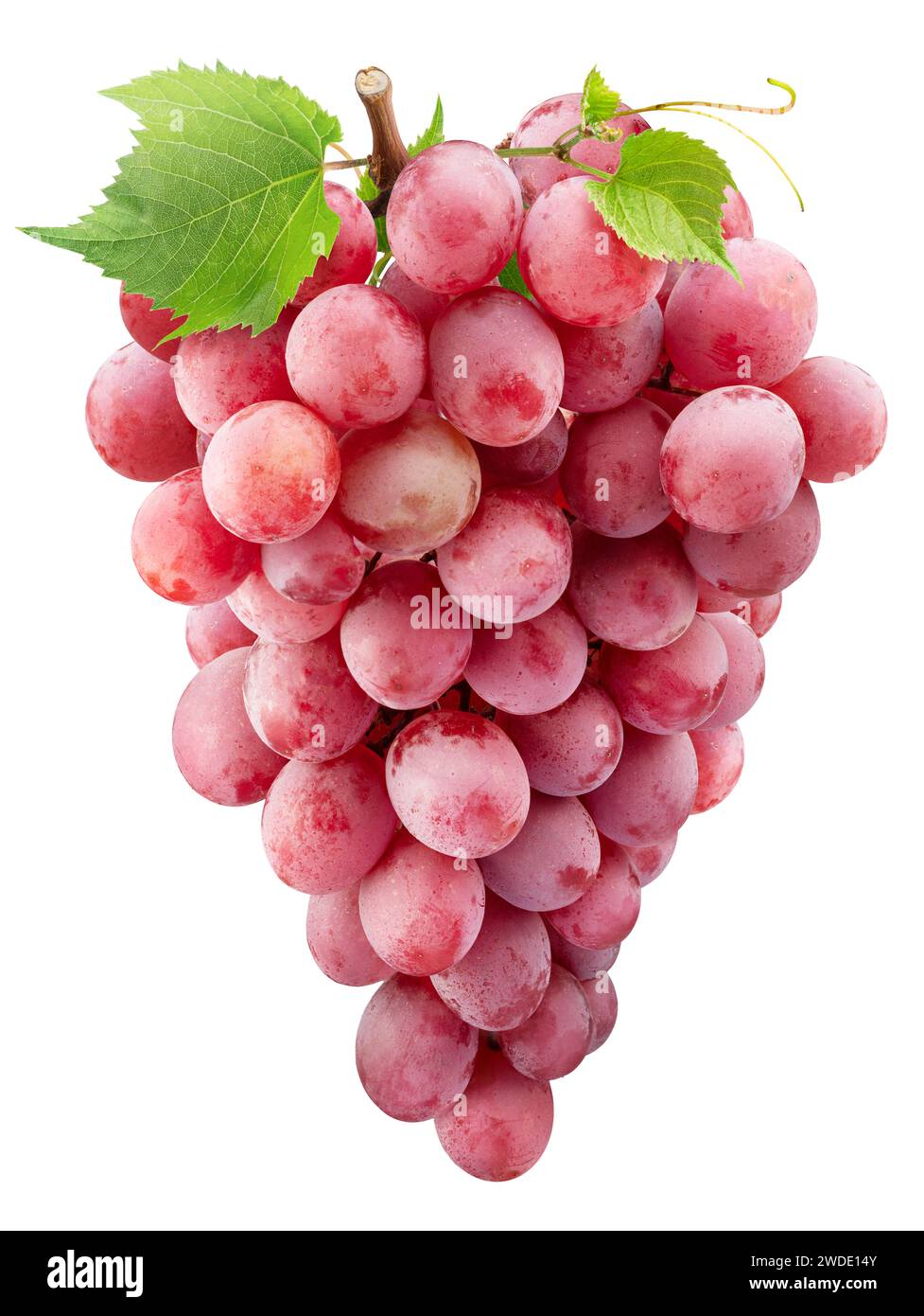 Grappolo di uva da tavola rosa con foglie di uva isolate su fondo bianco. Un'esperienza di grande qualità per i vostri progetti. Foto Stock