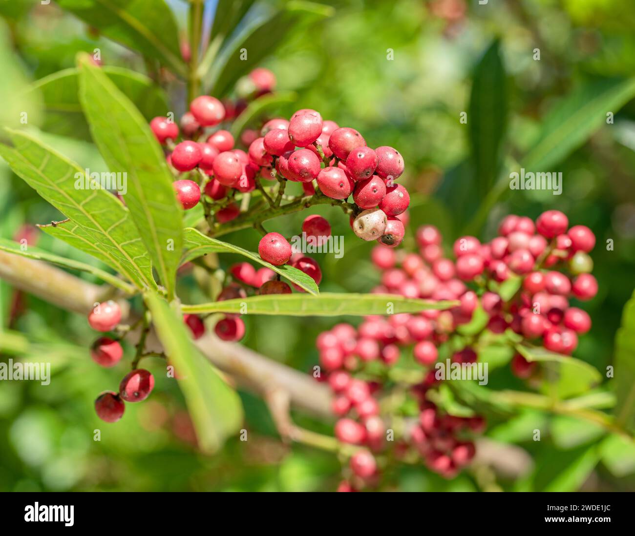 Grani di pepe rosa freschi tra il fogliame di pepe. Foto Stock