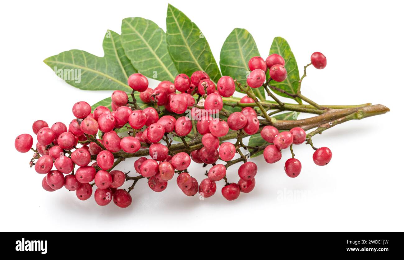 Grani di pepe rosa freschi su rametto con foglie verdi isolate su sfondo bianco. Foto Stock