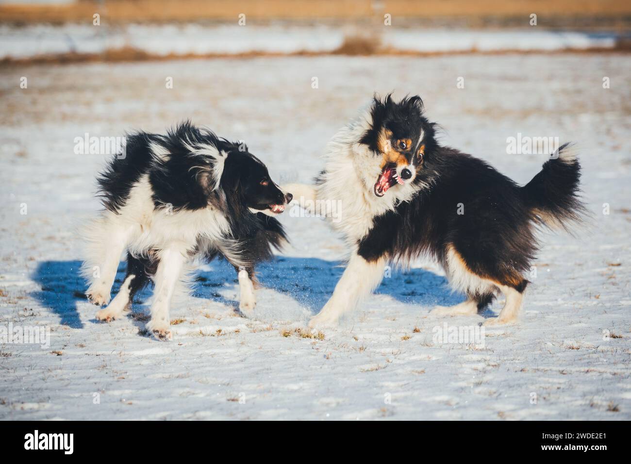 Due Shelties (Shetland Sheepdogs) che giocano Foto Stock