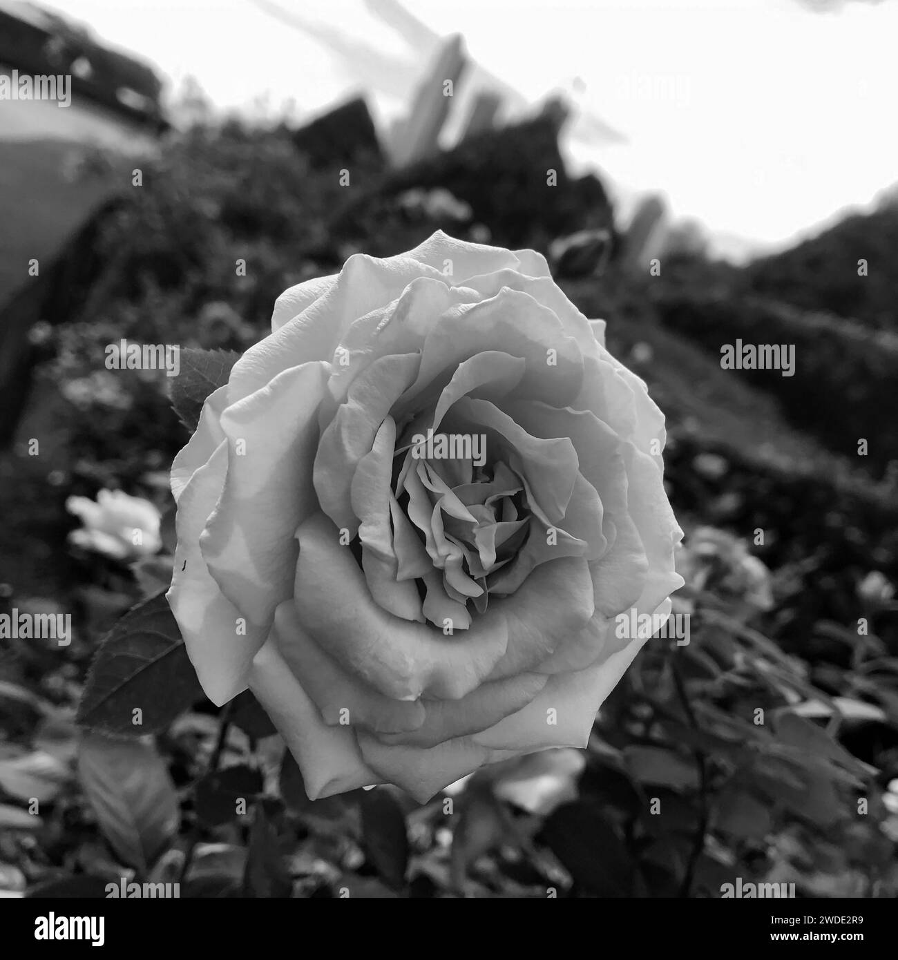 Rosa Giardino bianco e nero che fiorisce nel Millennium Park come alti edifici visti sullo sfondo Foto Stock