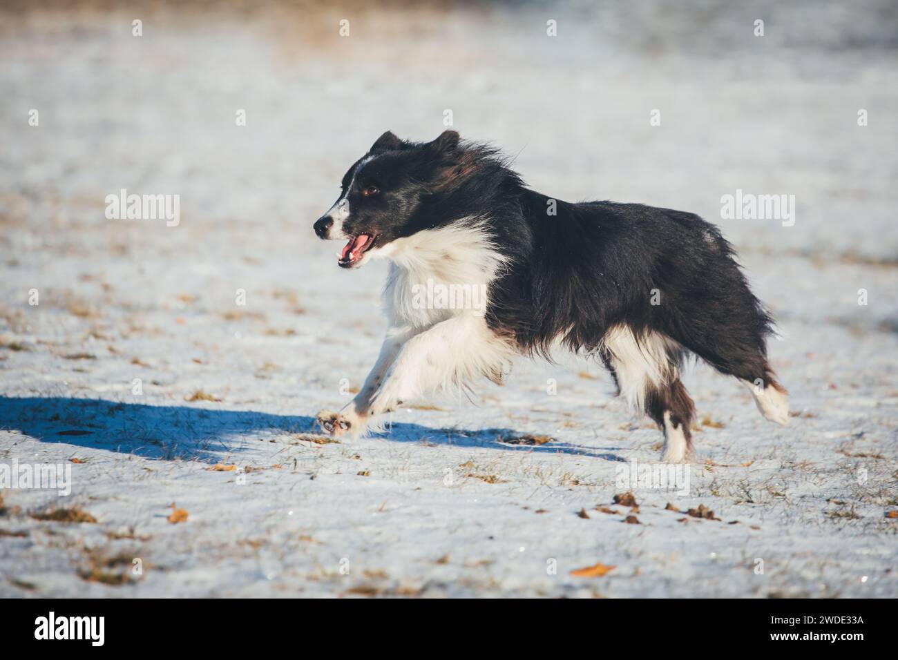 Sheltie (Shetland Sheepdog) Running Foto Stock