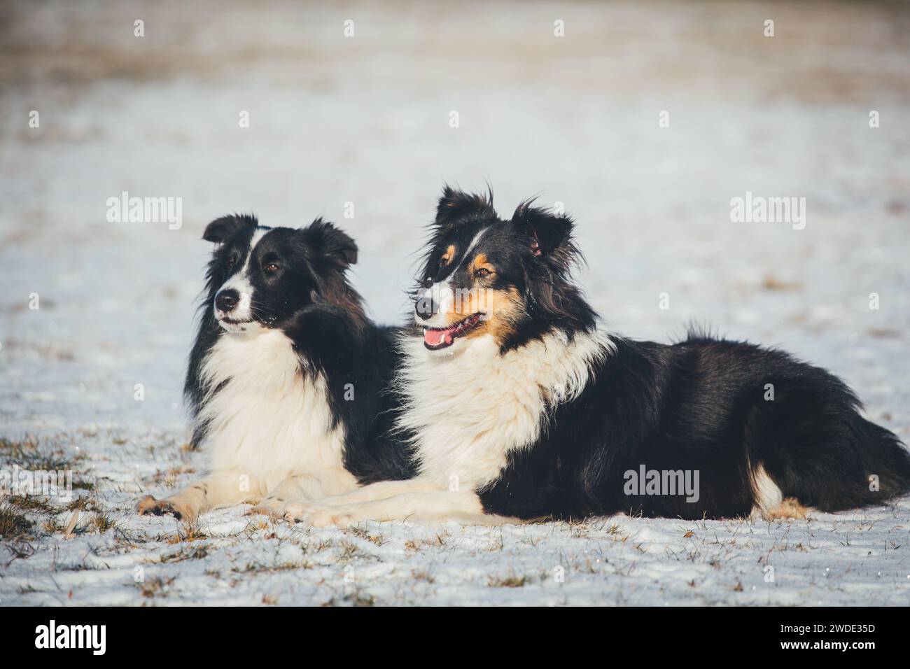 Due Sheltie (Sheepdog delle Shetland) Foto Stock