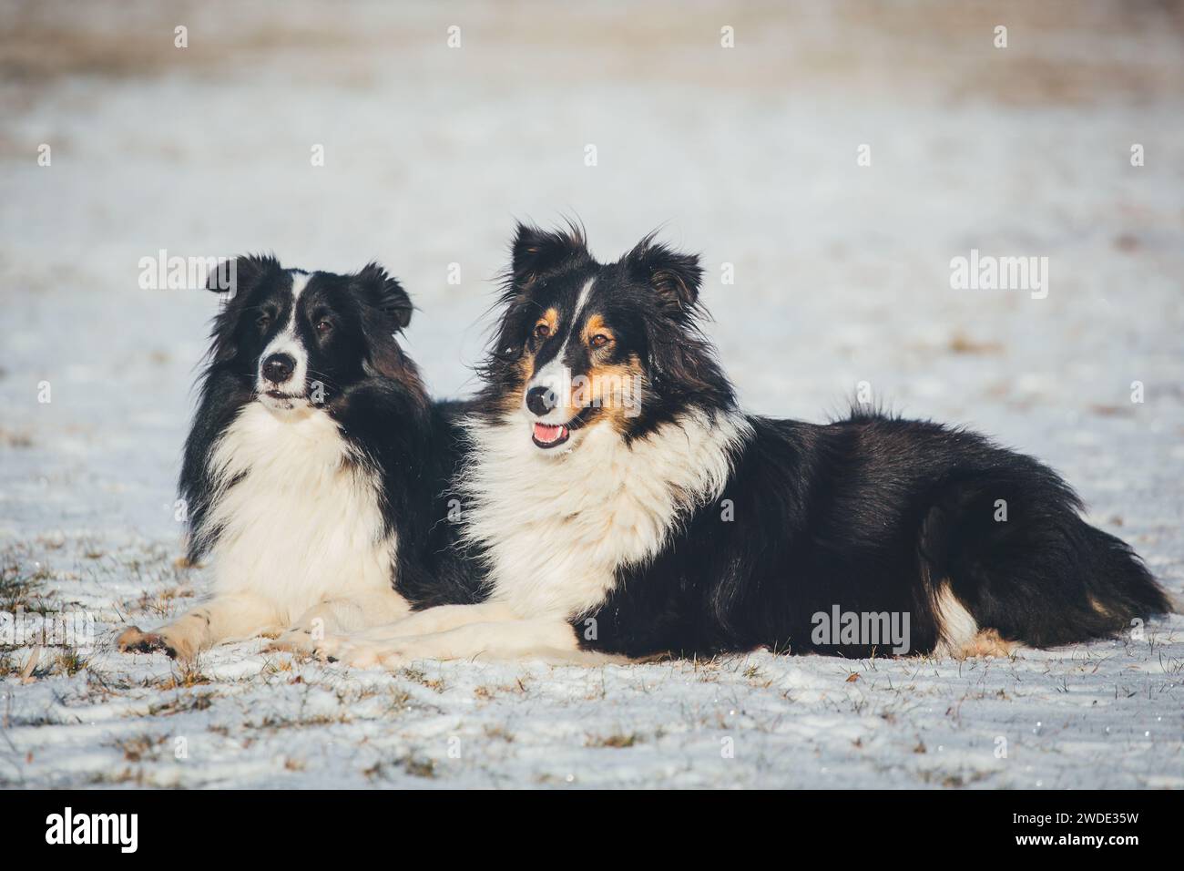 Due Sheltie (Sheepdog delle Shetland) Foto Stock