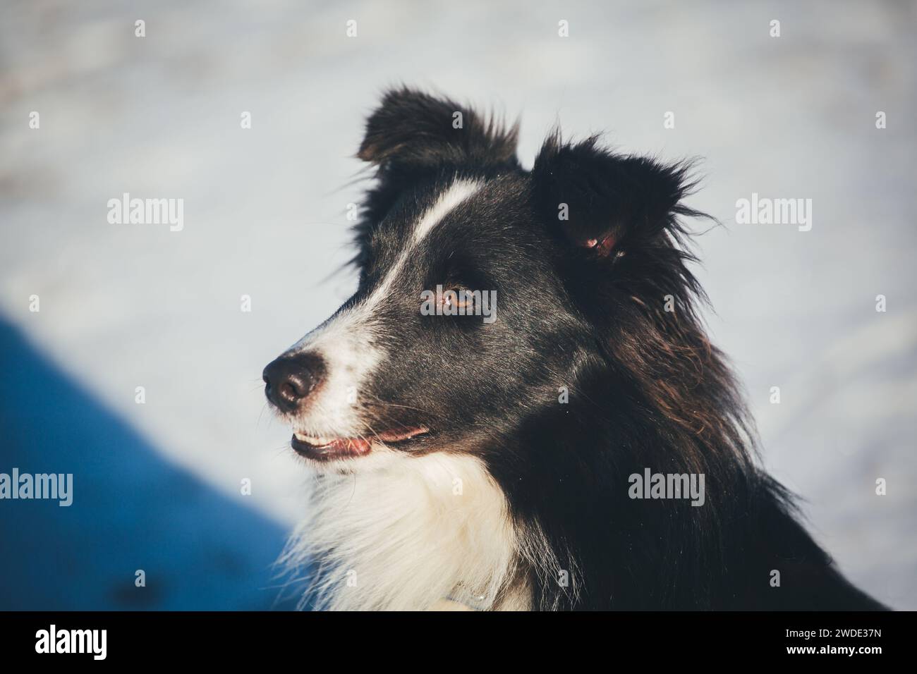 Sheltie (Shetland Sheepdog) Foto Stock