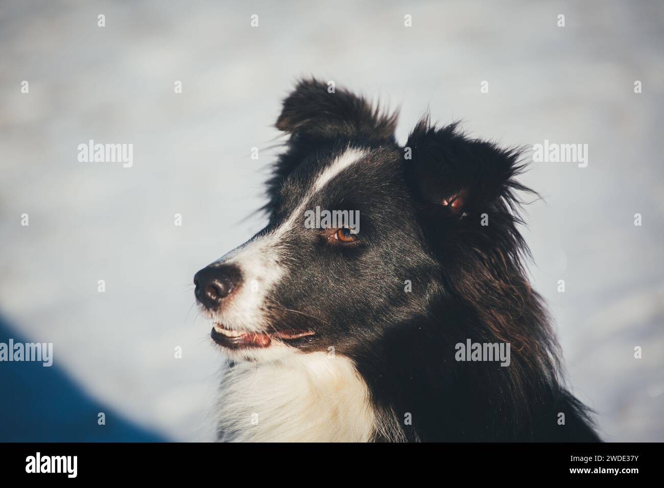 Sheltie (Shetland Sheepdog) Foto Stock