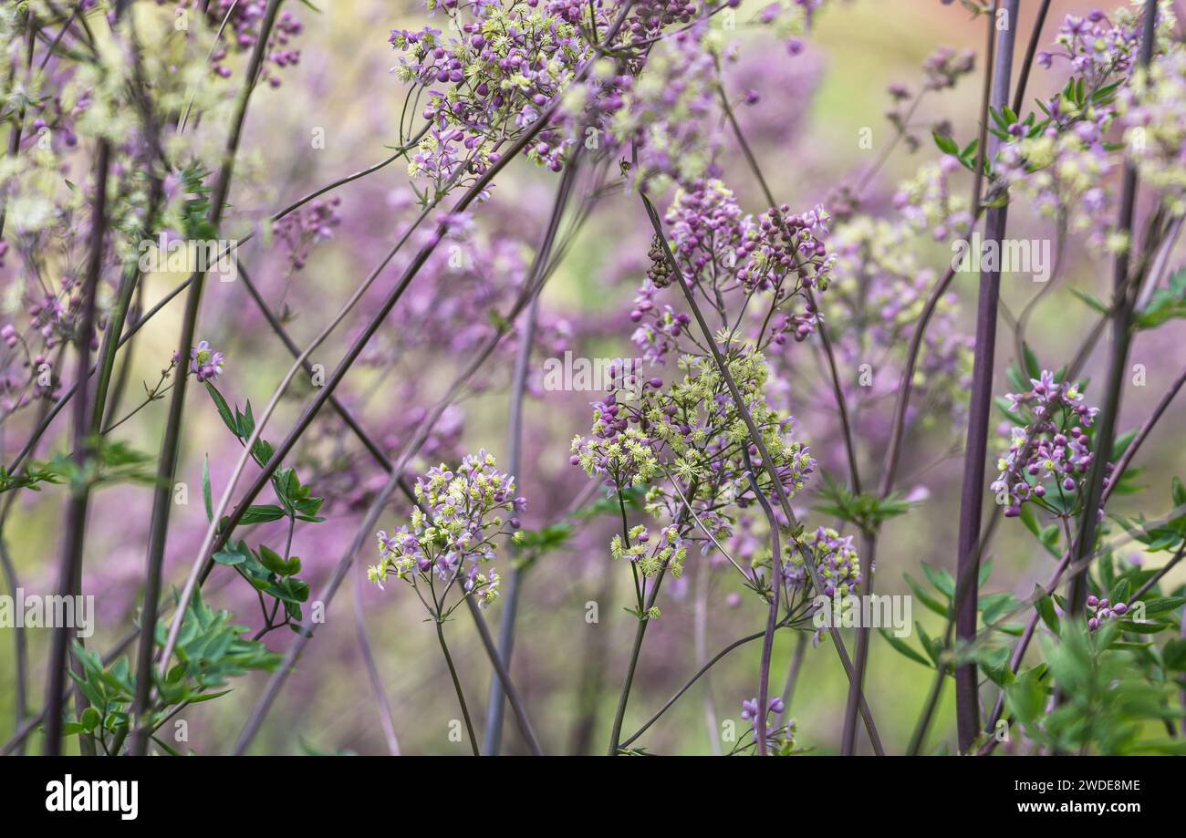 Tall Thalictrum rochebruneanum, Meadow rue, riempie un confine di giardino con nebbie di lavanda, Kent, giugno Foto Stock