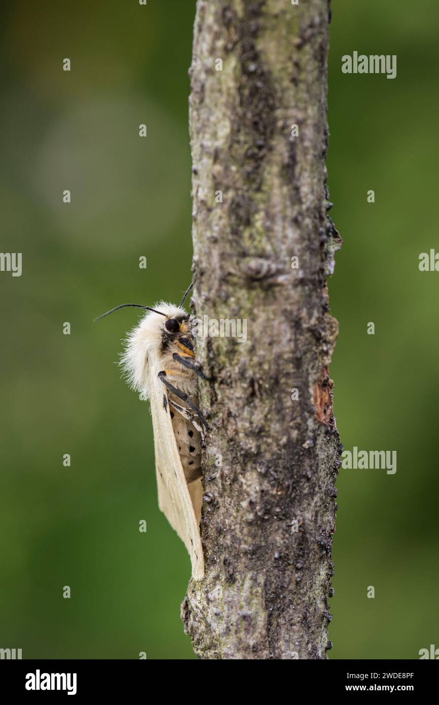 Buff Ermine Moth Spilosoma luteum, a riposo su una filiale in un giardino, Co Durham, giugno Foto Stock