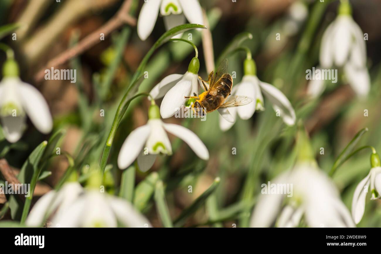 Drone-fly Estalis tenax, nutrirsi di polline precoce di fiori di goccia di neve Galanthus nivalis, Woodland, Co Durham, febbraio, Foto Stock