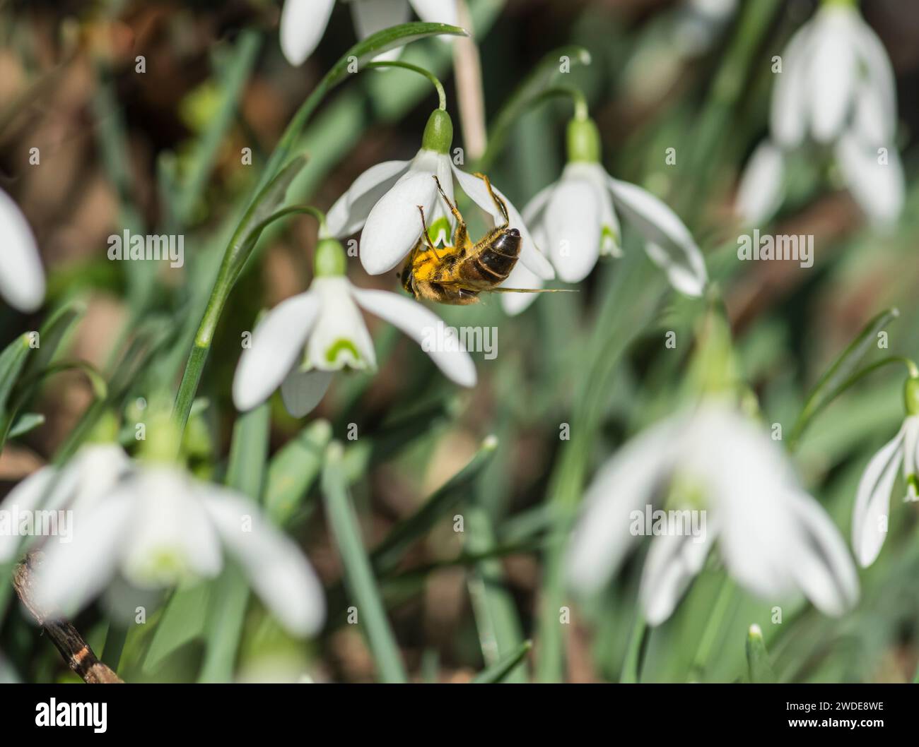 Drone-fly Estalis tenax, nutrirsi di polline precoce di fiori di goccia di neve Galanthus nivalis, Woodland, Co Durham, febbraio, Foto Stock