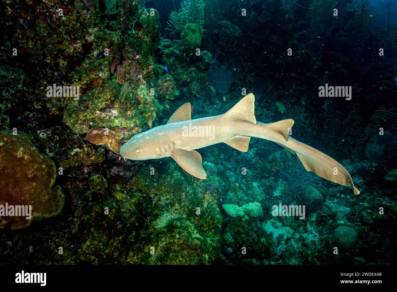 Belize, squalo infermiera (Ginglymostoma cirratum) Foto Stock