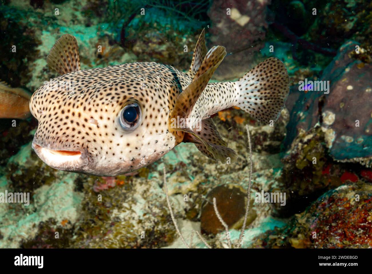 Belize, Porcupine (Puffer) pesce nella barriera corallina del Belize (Diodon nicthemerus) Foto Stock