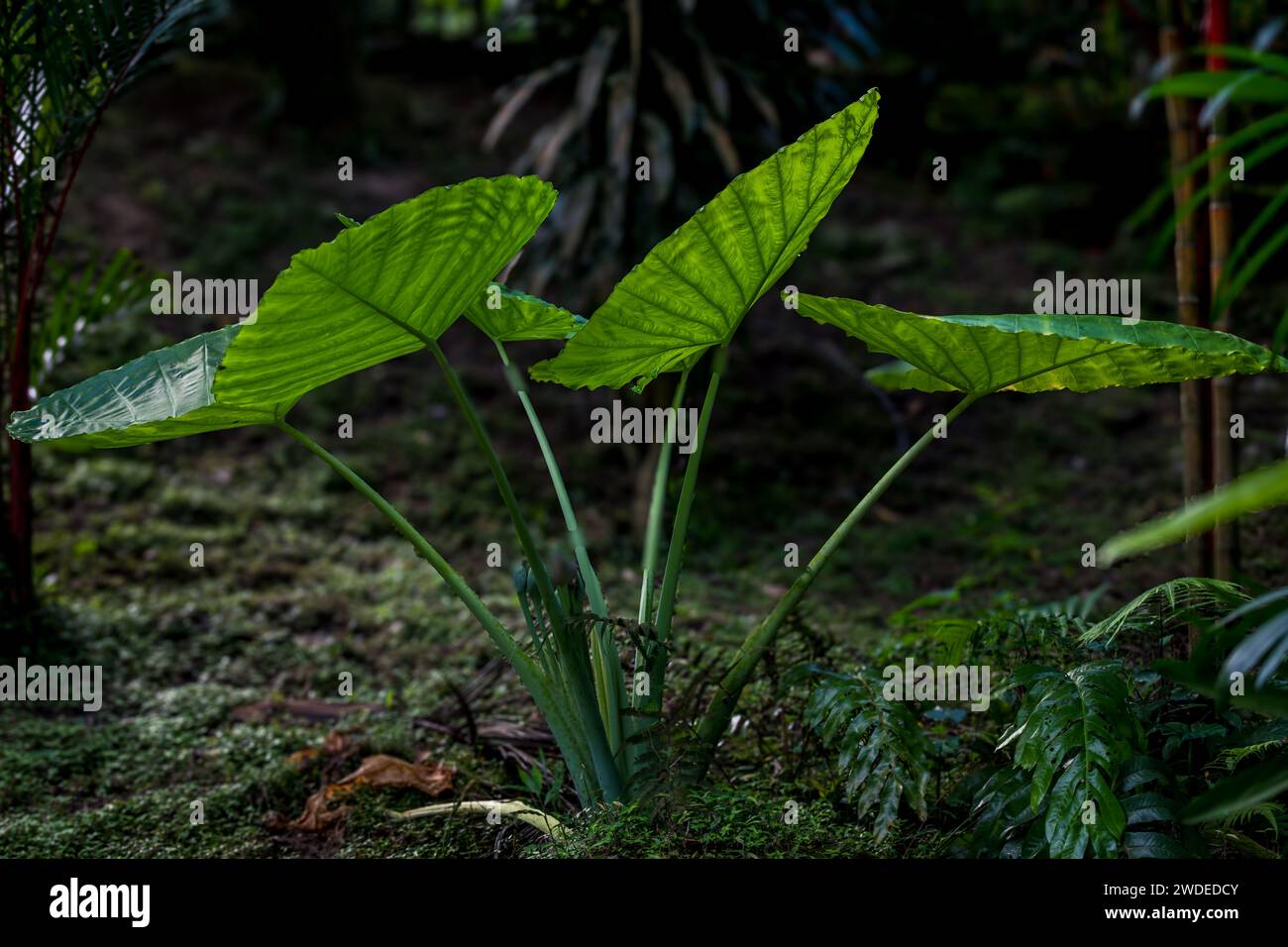 Alocasia si estende in un lussureggiante giardino tropicale. Ideale per trasportare la bellezza tropicale e il giardinaggio. Foto Stock