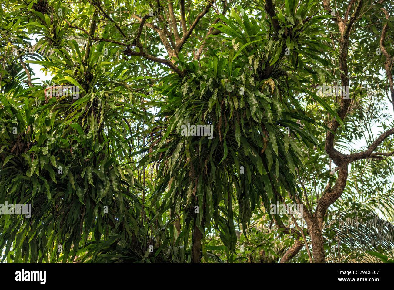 Lussureggianti corone di alberi tropicali adornate da vivaci rosoni di felce ed epifite. Ideale per progetti di progettazione accattivanti. Foto Stock