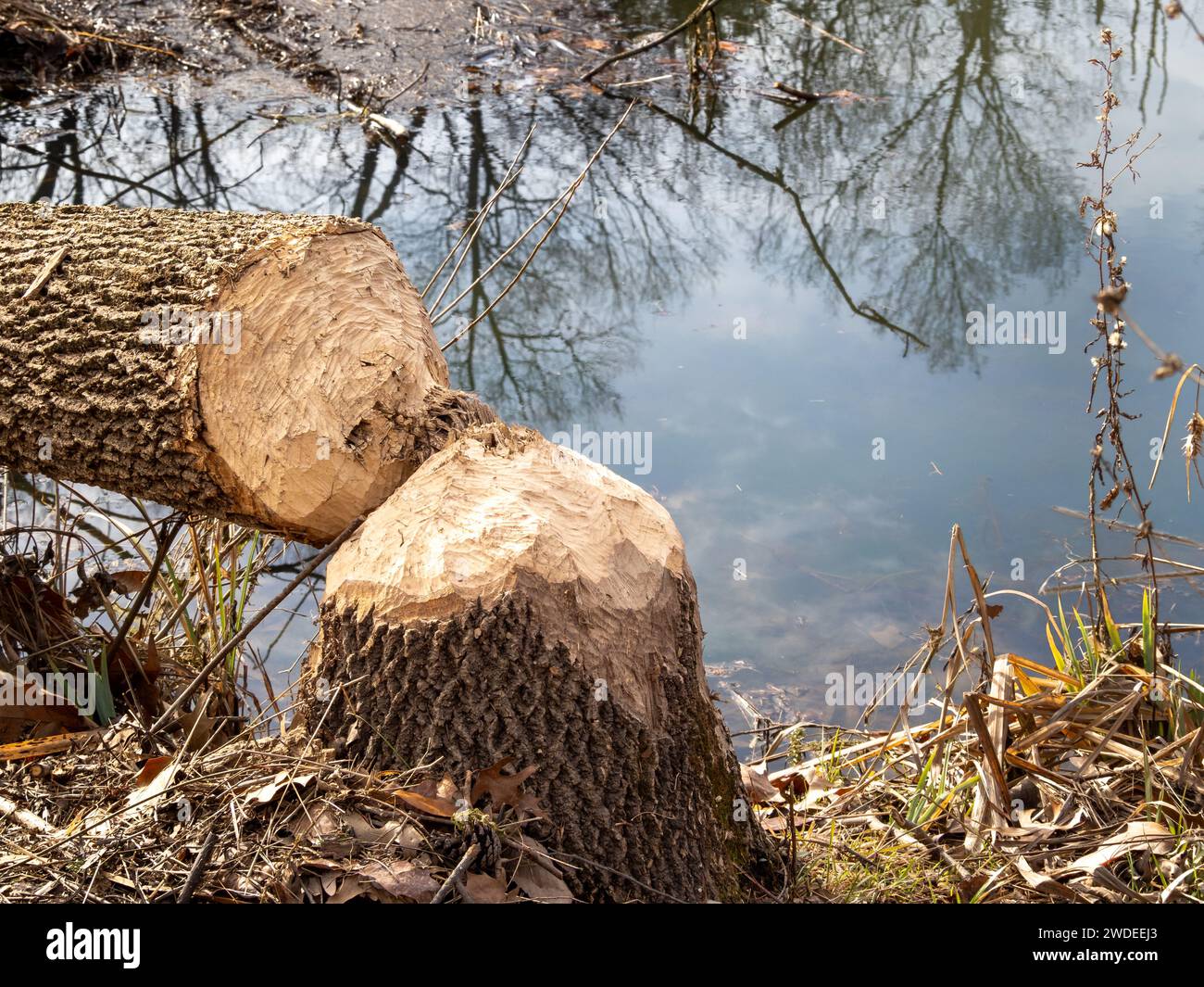 Un albero caduto vicino all'acqua reca i segni inconfondibili dei denti di castoro incisi attraverso il tronco. Foto Stock