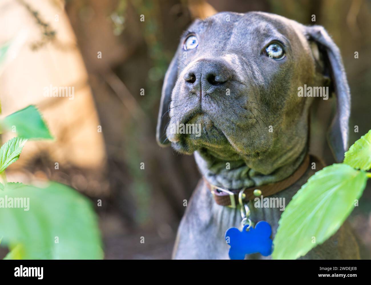 boerboel, cane, animale, animale domestico, carino, razza, mammifero, cucciolo, ritratto, domestico, mastiff, purosangue, nero, guardia, africano, guardia, grande, cappotto, forte, a Foto Stock