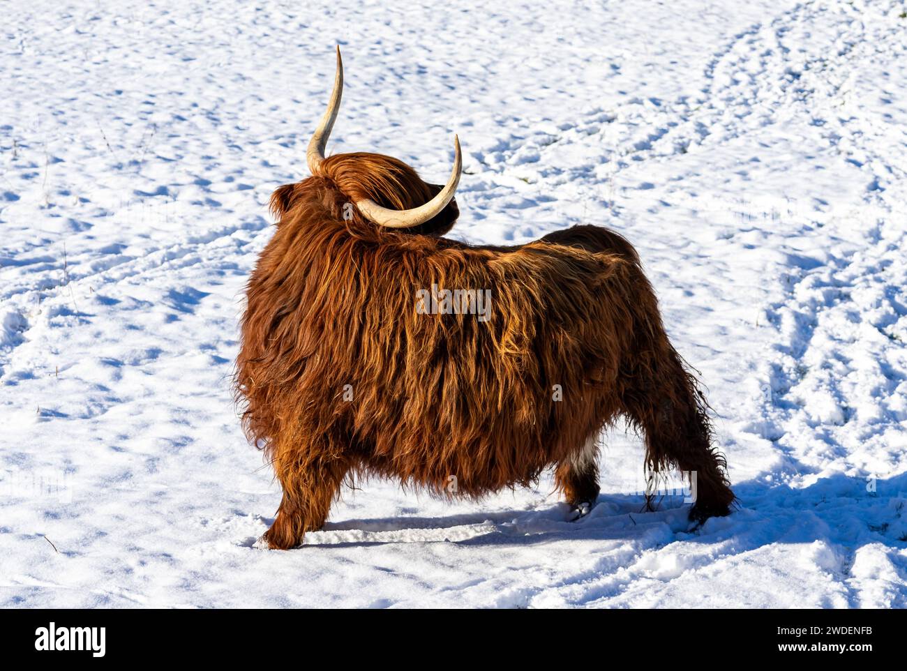 mucca delle highland in un paesaggio invernale innevato Foto Stock