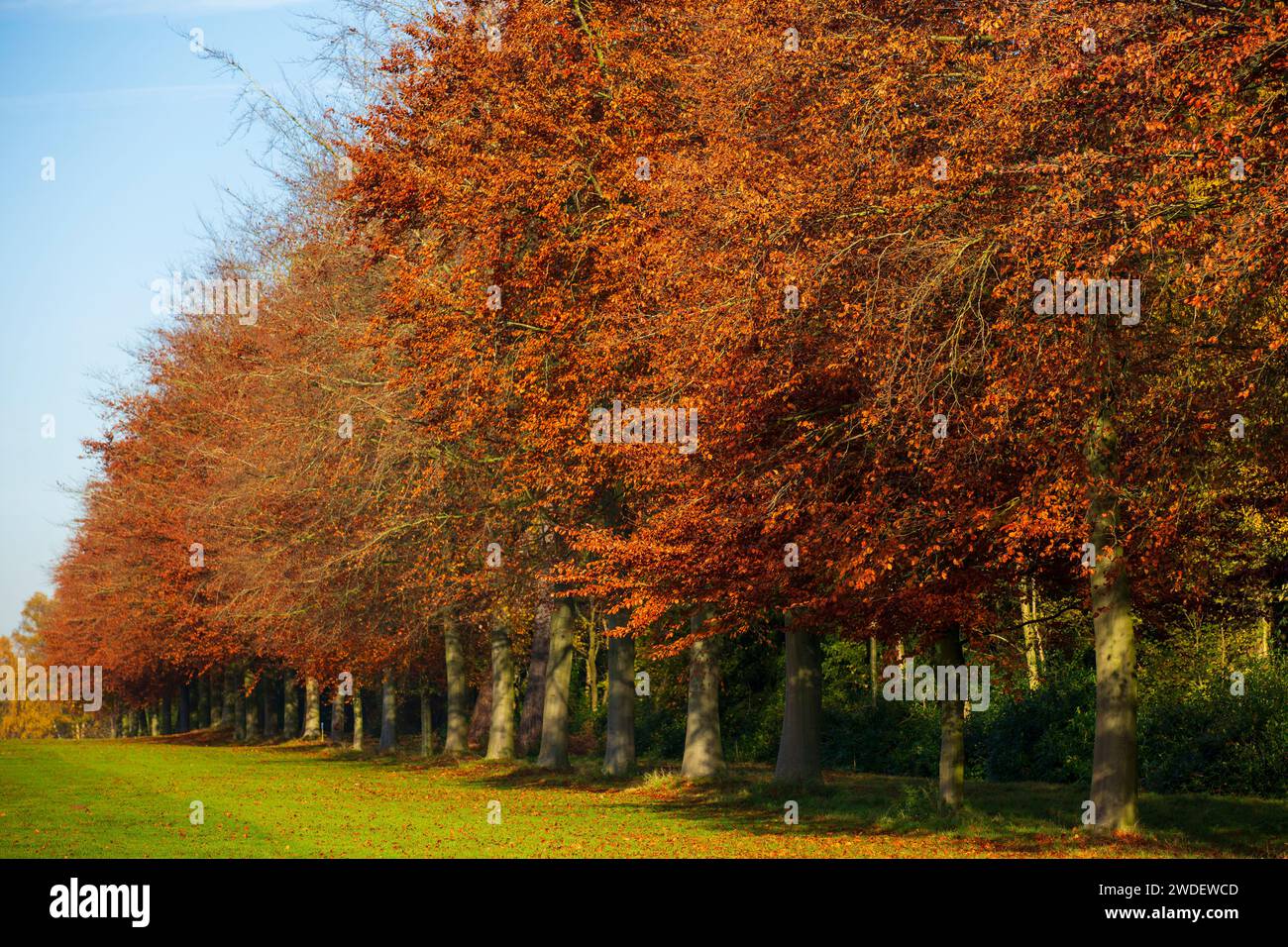 Alberi sulla Sandringham Royal Estate, Norfolk, Inghilterra Foto Stock