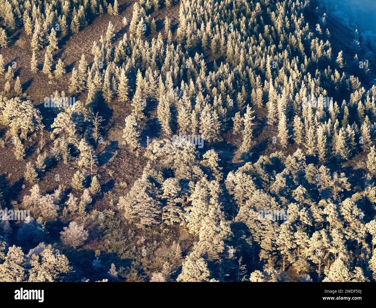 Hoar Frost on Scots Pine nella Caledonian Pine Forest nei Cairngorms, sopra Aviemore, Scozia, Regno Unito Foto Stock