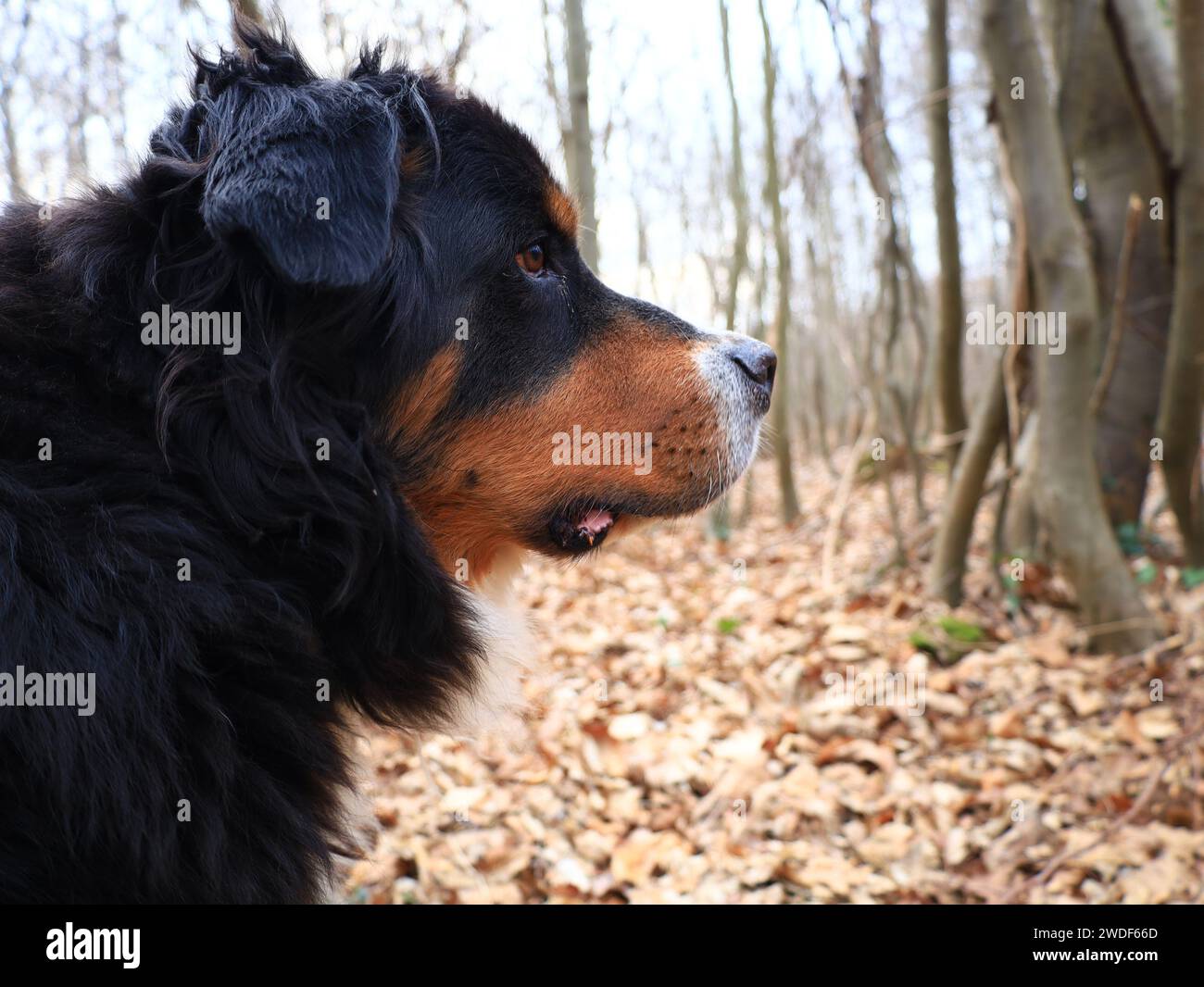 Il cane da montagna bernese è una grande razza di cane proveniente da Berna, Svizzera e dalle Alpi svizzere Foto Stock