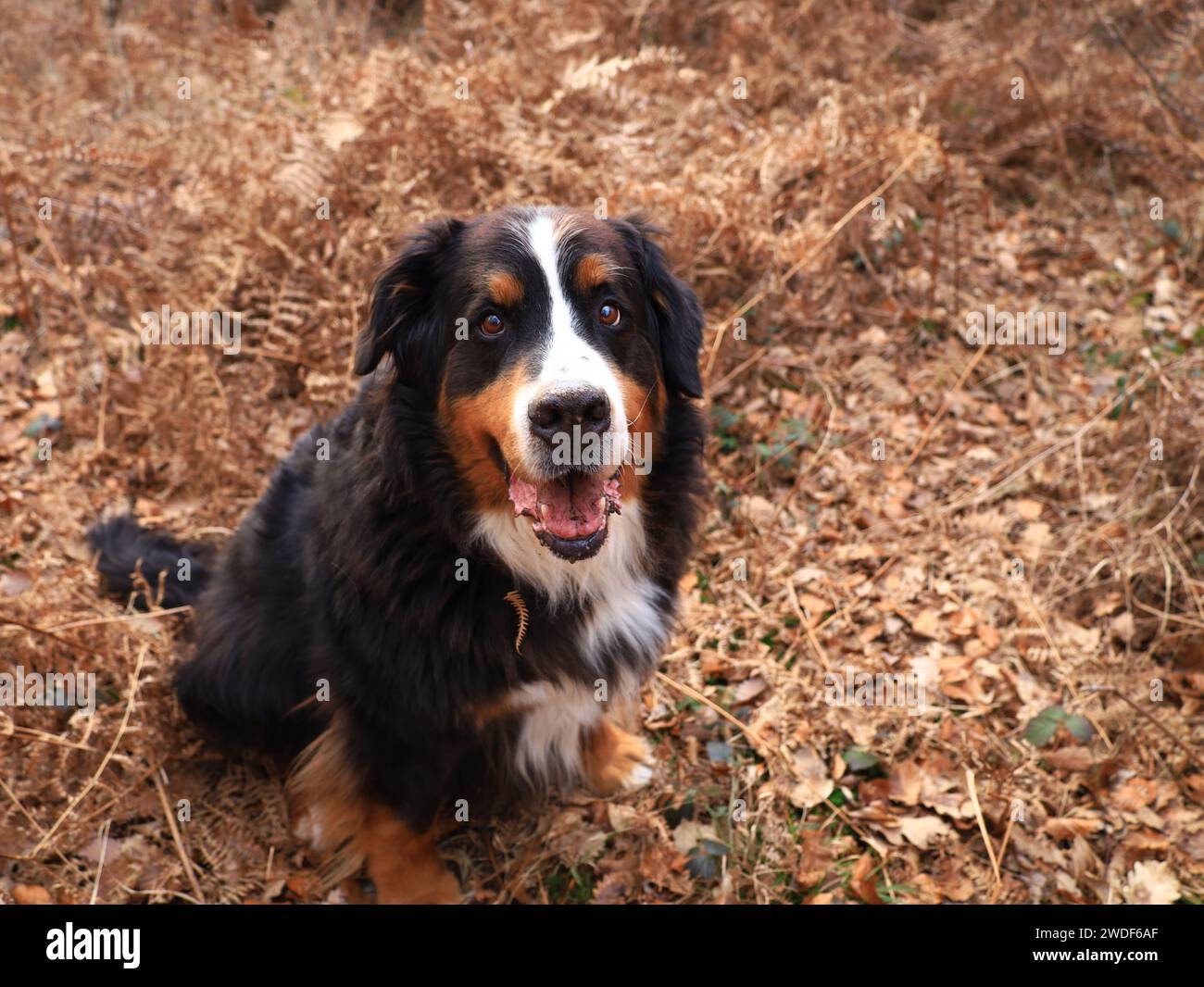 Il cane da montagna bernese è una grande razza di cane proveniente da Berna, Svizzera e dalle Alpi svizzere Foto Stock