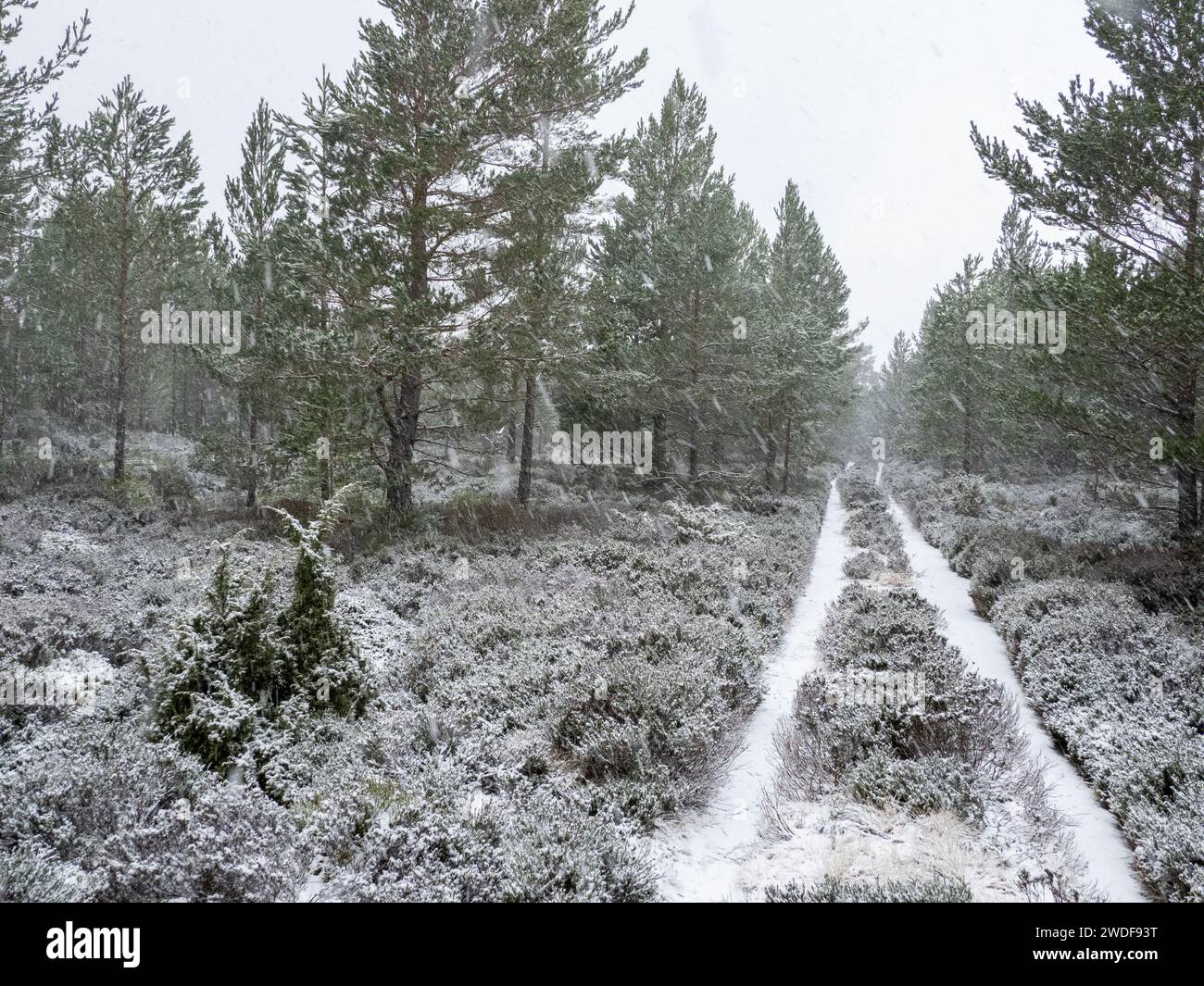 Scots Pines a Rothiemurchus, parte dell'antica Caledonian Pine Forest a Cairngorms, Scozia, Regno Unito Foto Stock