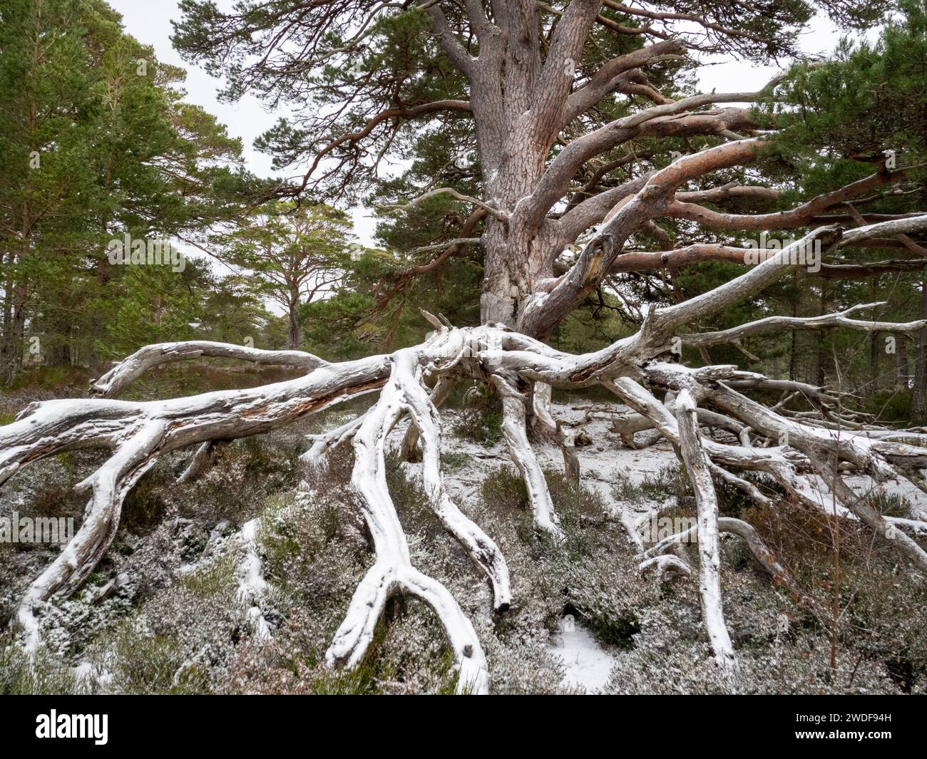 Un antico pino scozzese a Rothiemurchus, parte dell'antica foresta di pini di Caledonian a Cairngorms, Scozia, Regno Unito Foto Stock