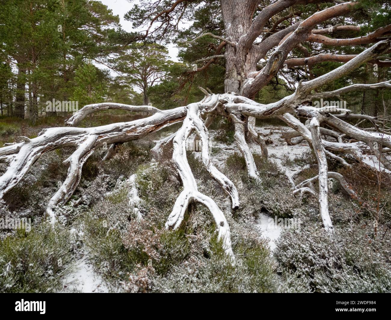 Un antico pino scozzese a Rothiemurchus, parte dell'antica foresta di pini di Caledonian a Cairngorms, Scozia, Regno Unito Foto Stock
