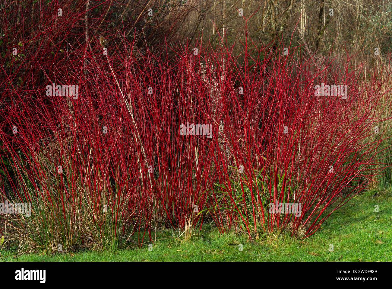 Arbusto di Cornus alba con steli rossi di cremisi in inverno e foglie rosse in autunno comunemente noto come legno di cane, immagine fotografica di scorta Foto Stock