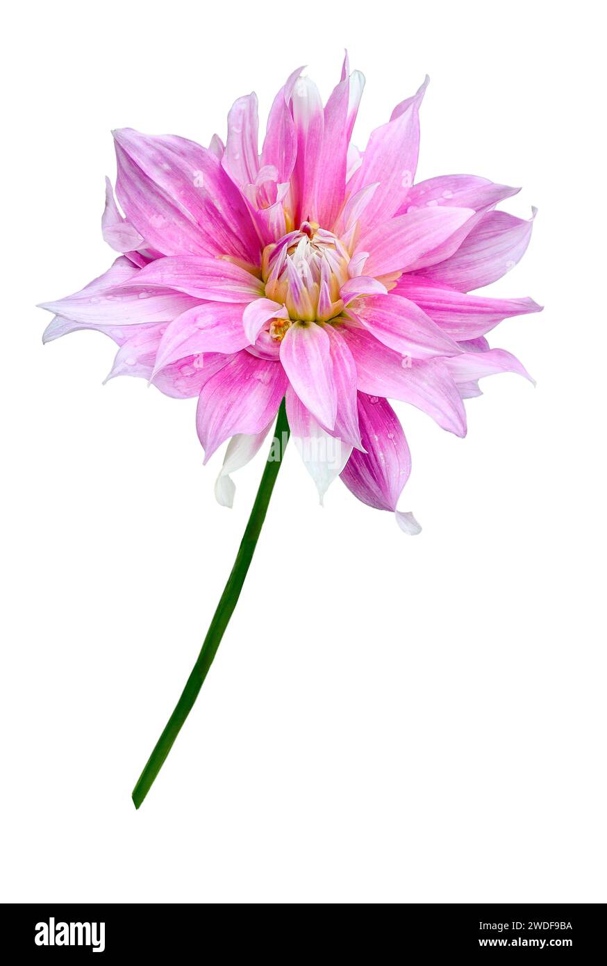 Fiore dahlia delicato rosa pallido isolato su sfondo bianco da vicino. Motivo floreale o festivo del biglietto d'auguri. Bellezza e perfezione di na Foto Stock