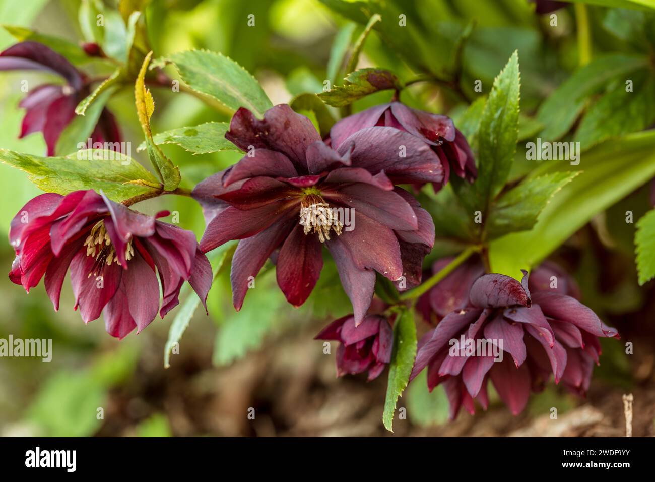 Helleborus orientalis Double Ellen Red Foto Stock