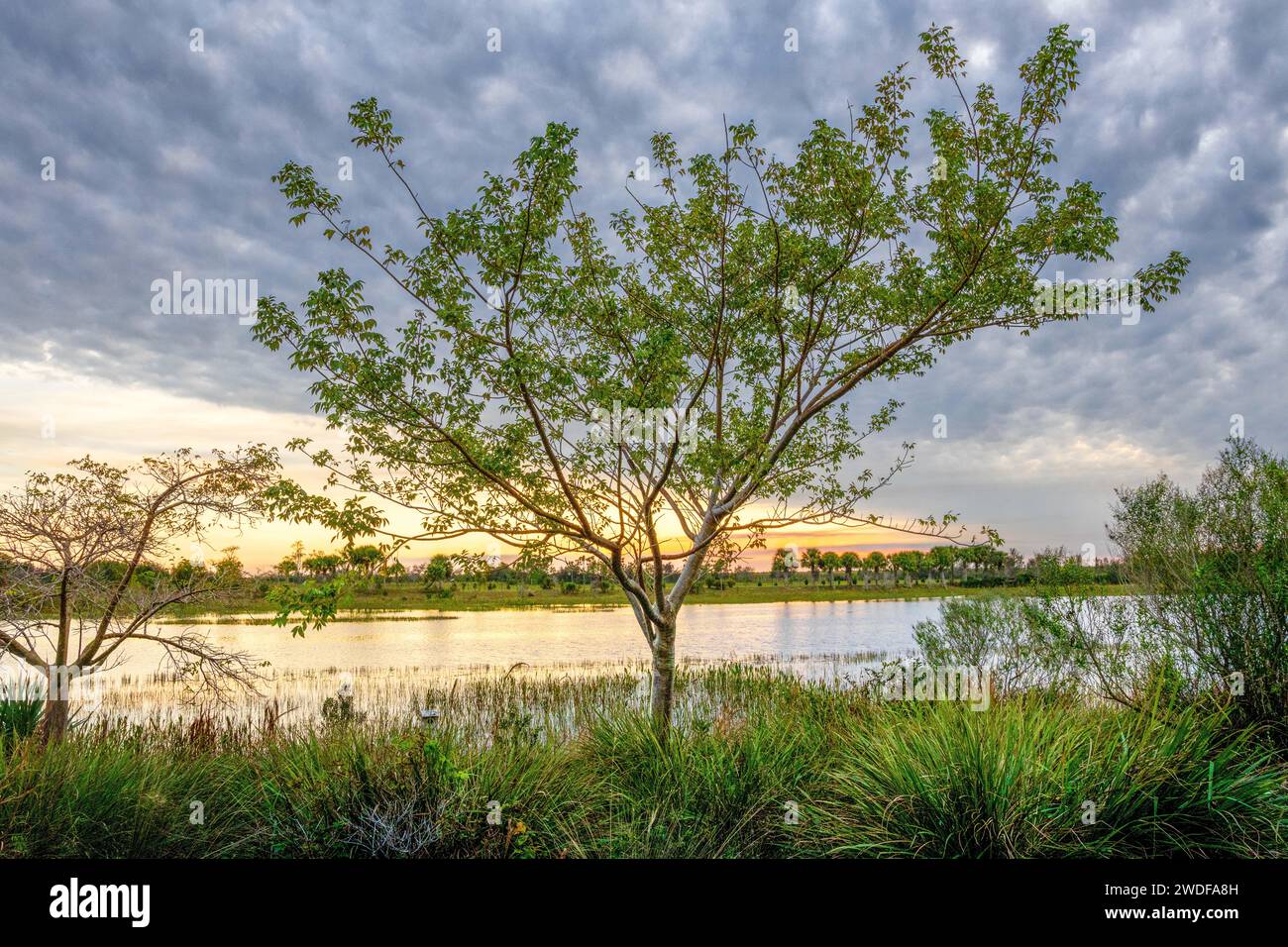 Tramonto in un tranquillo parco paludoso con un albero solitario, ideale per campagne ambientali, articoli da vivere tranquilli e guide naturalistiche. Foto Stock