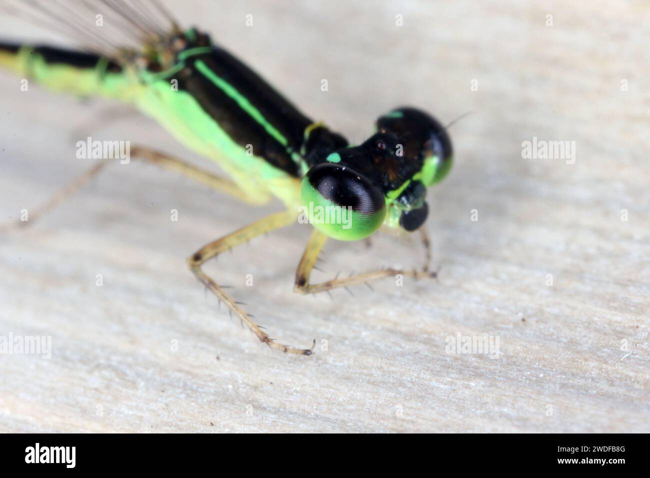 Una piccola libellula colorata catturata sull'isola di Mauritius. Foto Stock