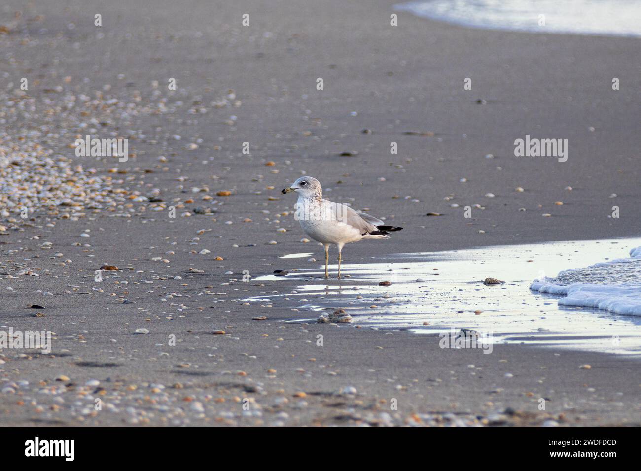 Gabbiano in piedi sull'acqua su una spiaggia di ciottoli, perfetto per pubblicazioni sulla natura, materiali didattici e temi ambientali costieri. Foto Stock