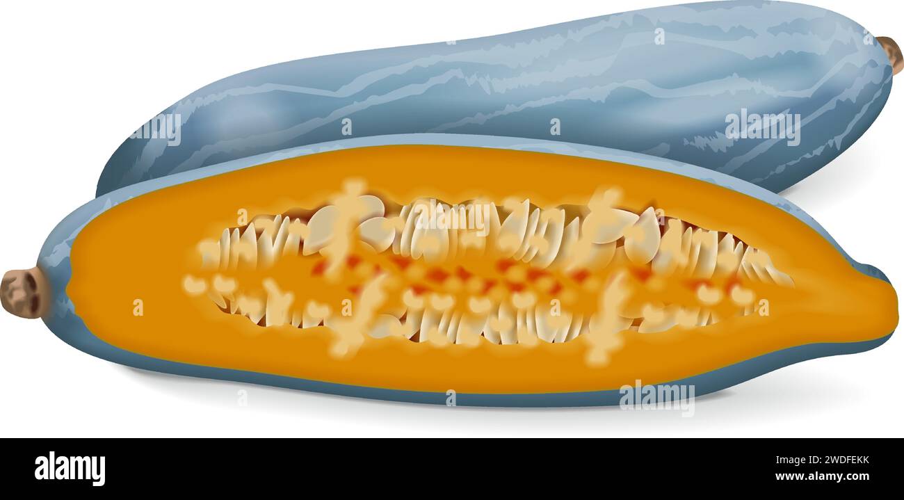 Intera e metà della zucca Blue Banana guatemalteca. Squash invernale. Cucurbita maxima. Frutta e verdura. Illustrazione vettoriale isolata. Illustrazione Vettoriale