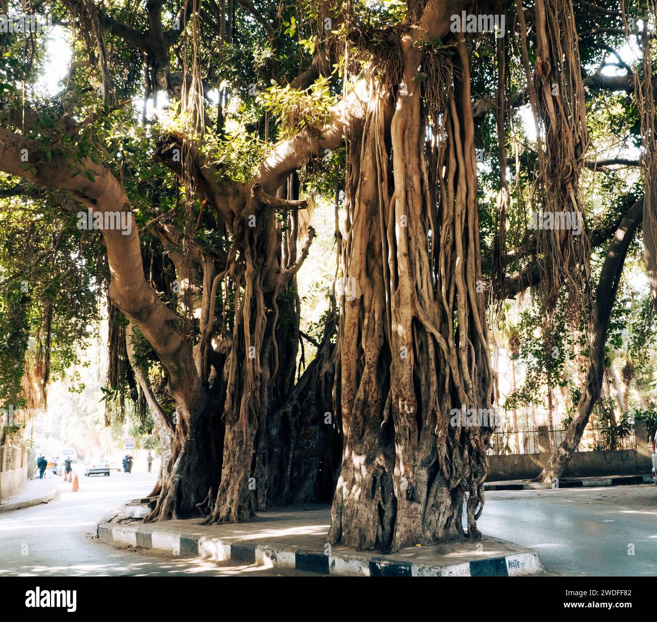 Un albero banyan con caratteristici tronchi accessori al Cairo, in Egitto Foto Stock