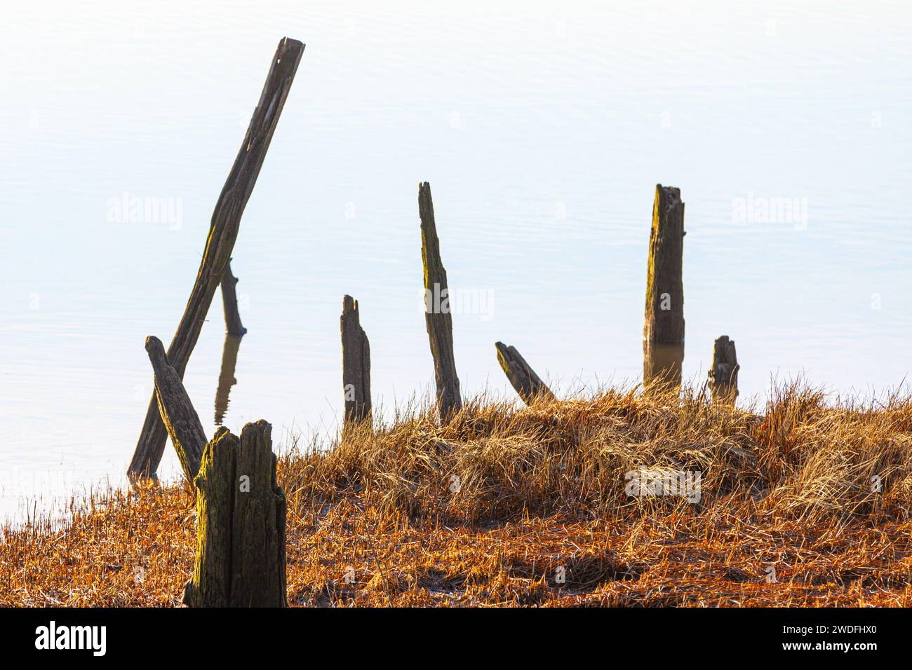 Immagine astratta di vecchie palificazioni in legno su uno sfondo d'acqua Foto Stock