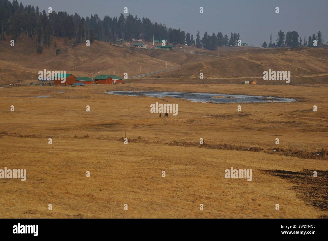 Srinagar Kashmir, India. 20 gennaio 2024. I visitatori camminano lungo le piste da sci di Gulmarg, a circa 55 km da Srinagar. Il prolungato periodo di secchezza di quest'inverno nella valle del Kashmir ha inferto un duro colpo alla famosa stazione sciistica di Gulmarg. Le piste da sci, un tempo trafficate, sono ormai senza neve e sono motivo di delusione per i turisti e in particolare per gli appassionati di sci. L'assenza di nevicate stagionali ha comportato la cancellazione delle prenotazioni di massa per i proprietari di hotel, con un grave impatto sulle loro attività. Questa battuta d’arresto imprevista sottolinea la vulnerabilità delle economie dipendenti dall’inverno e l’urgente necessità di STR Foto Stock