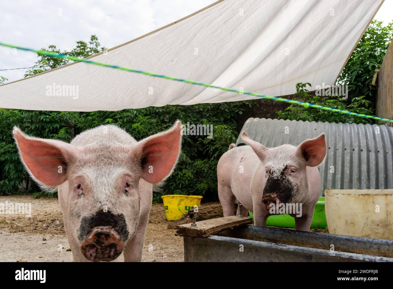 Maiali che bevono con Muddy Snout Foto Stock