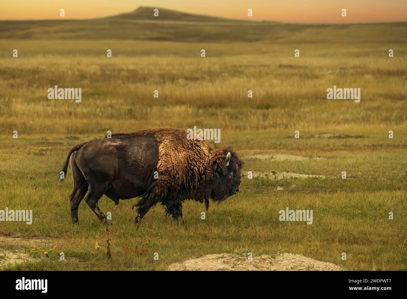 Bufalo americano nel Badlands National Park, South Dakota, Stati Uniti. Foto Stock