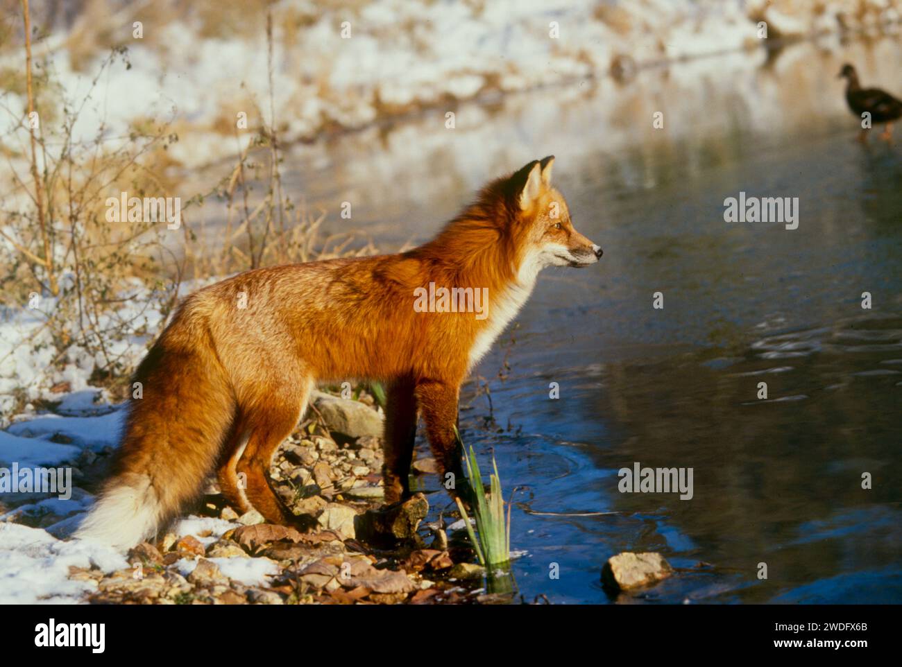 Hungry Fox: Anatre che camminano così leggero attraverso lo stagno parzialmente ghiacciato sotto l'occhio vigile di una volpe rossa, Missouri, Stati Uniti Foto Stock