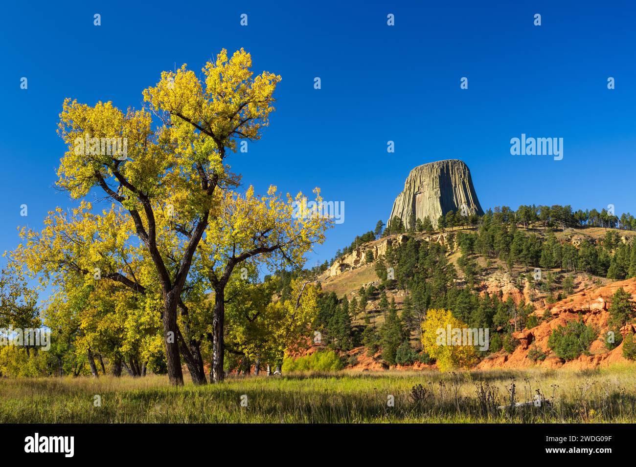 Monumento nazionale della Devils Tower con colori autunnali, vicino a Sundance, Wyoming, Stati Uniti. Foto Stock