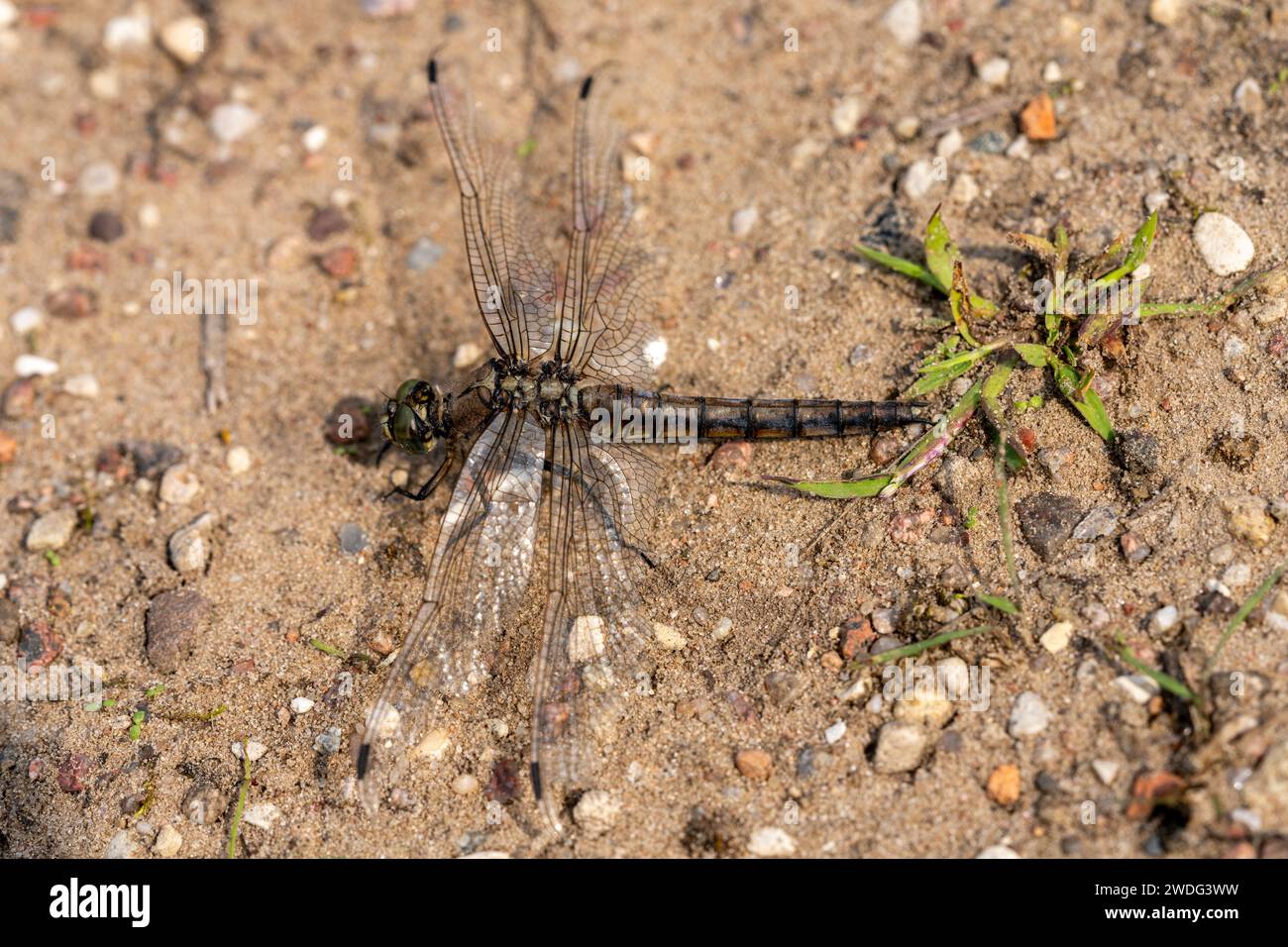 Libellula fulva famiglia Libellulidae genere Libellula scarce Chaser libellula natura selvaggia carta da parati insetti Foto Stock