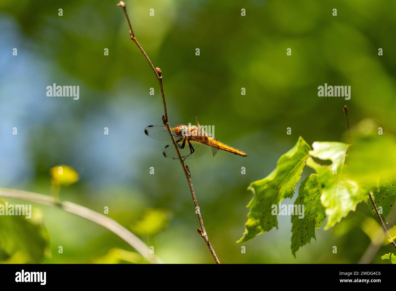 Libellula fulva famiglia Libellulidae genere Libellula scarce Chaser libellula natura selvaggia carta da parati insetti Foto Stock