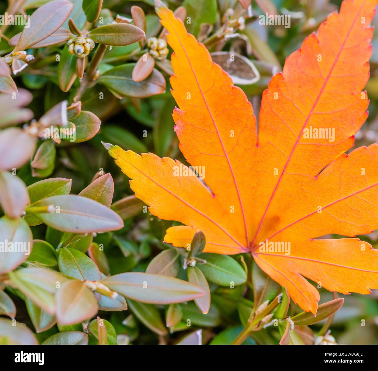 Primo piano di una singola foglia arancione ingiallibile con vene rosse su un cespuglio verde, Corea del Sud, Corea del Sud Foto Stock