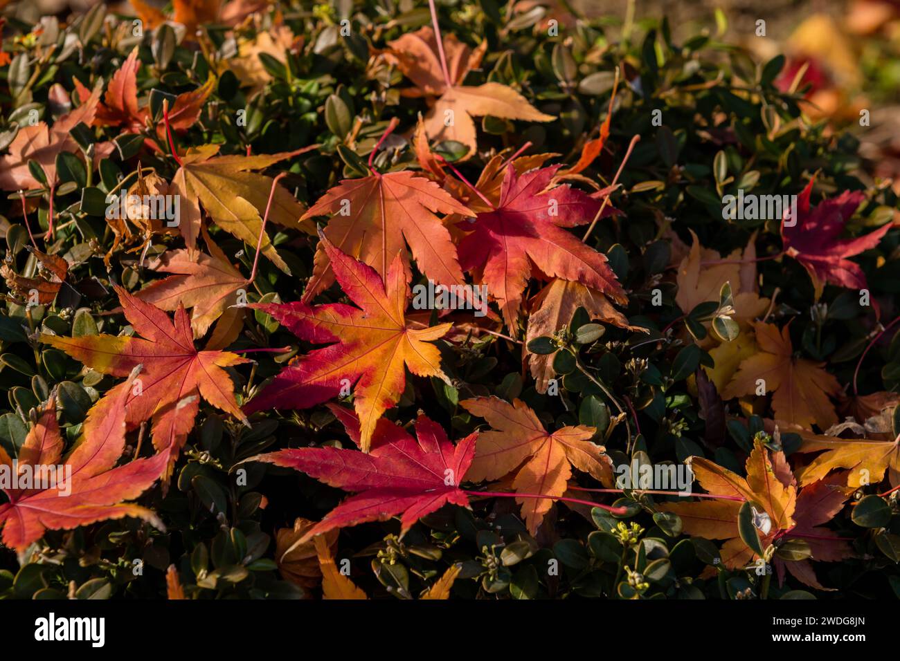 Vista dall'alto delle foglie autunnali che giacciono su un cespuglio verde, Corea del Sud, Corea del Sud Foto Stock