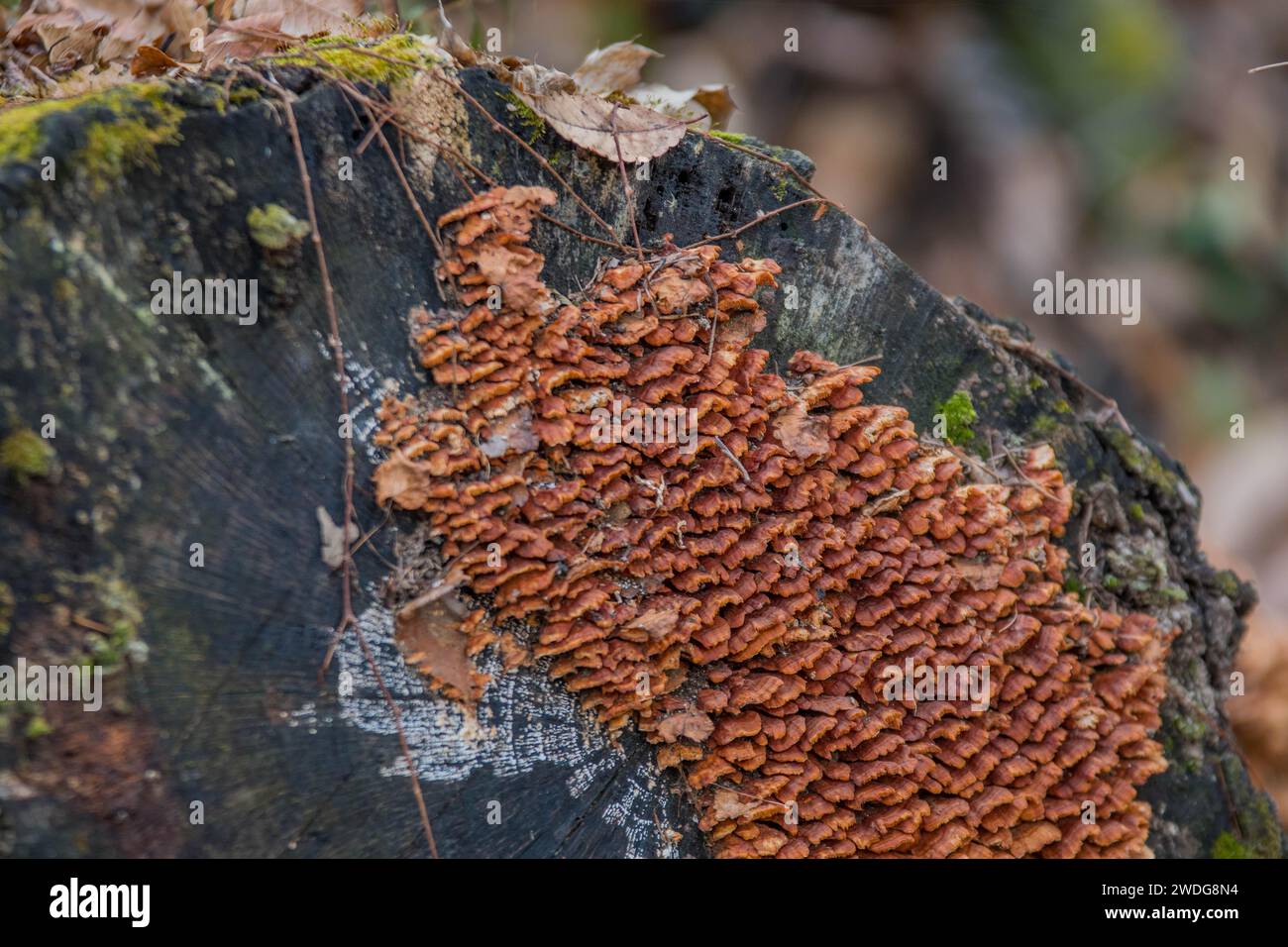 Piccoli funghi marroni che crescono all'estremità di un grande ceppo di alberi abbattuti in un bosco con fondo morbido e sfocato, Corea del Sud, Corea del Sud Foto Stock
