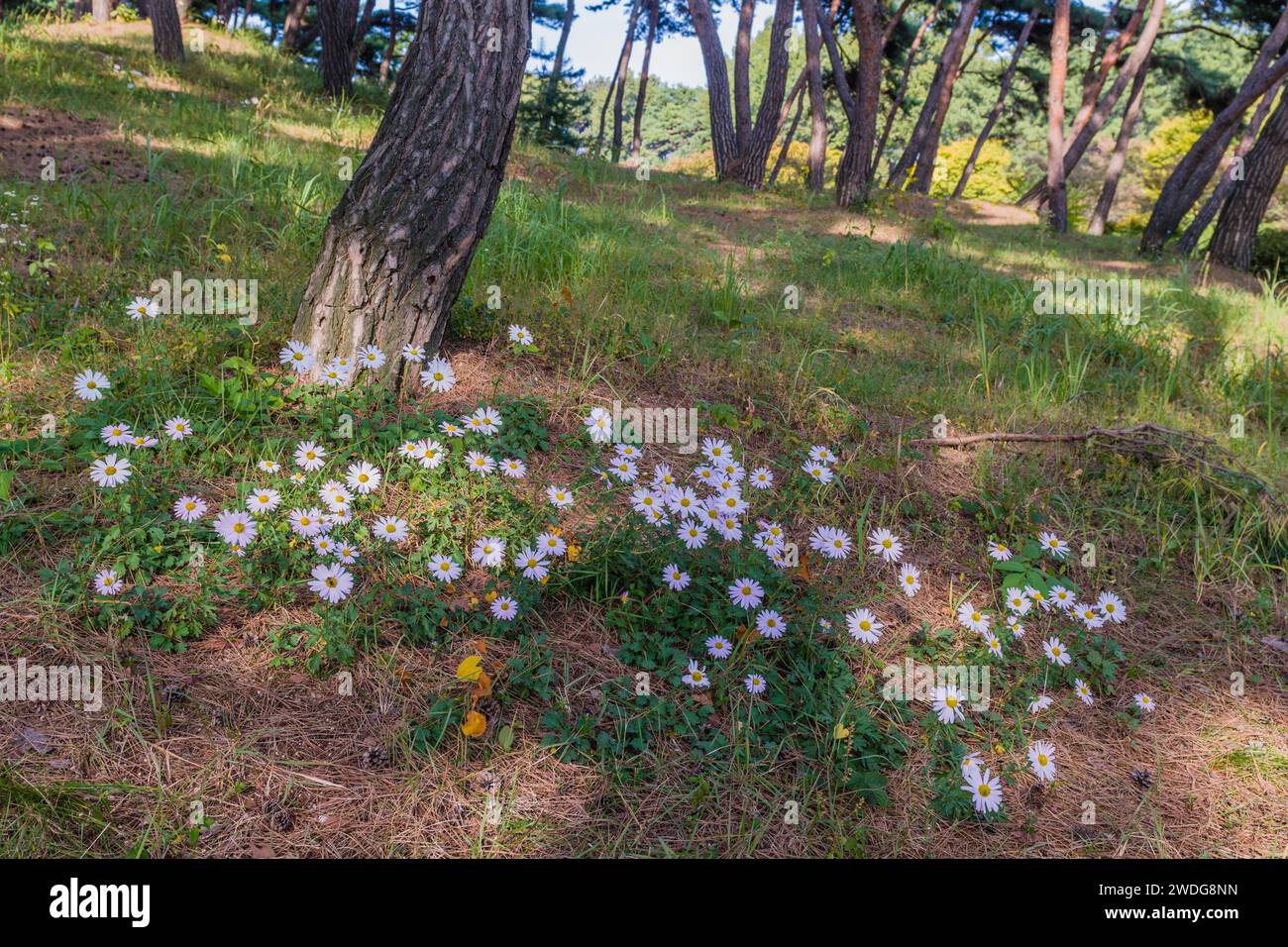 Margherite bianche all'ombra sotto un boschetto di alberi tra erbacce verdi e aghi di pino secco, Corea del Sud, Corea del Sud Foto Stock